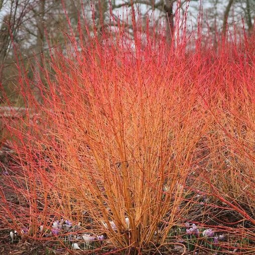 Kornoelje 'Midwinter Fire' winter